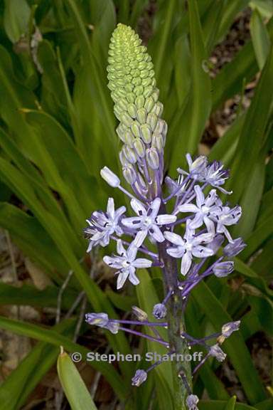 scilla hyacinthoides 1 graphic